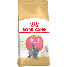 British Shorthair Kitten Royal Canin